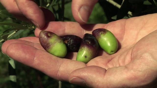 Reportage “L’oléiculture biologique, c’est tout naturel”